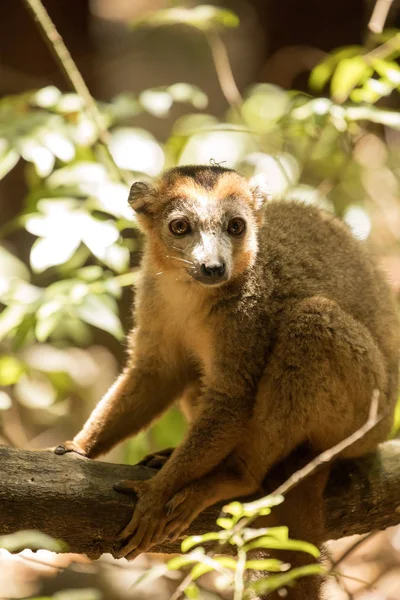 Mannelijke Gekroonde Lemur Eulemur Coronatus Rustend Een Wijnstok Ankarana Reserve — Stockfoto