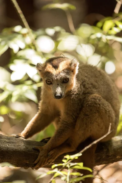 Lémurien Couronné Mâle Eulemur Coronatus Reposant Sur Une Réserve Viticole — Photo