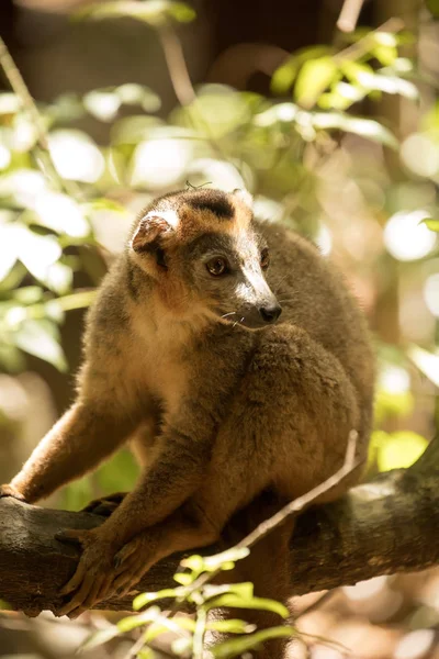 Αρσενικό Στεμμένων Λεμούριος Eulemur Coronatus Ακουμπά Ένα Αμπέλι Ankarana Αποθεματικό — Φωτογραφία Αρχείου