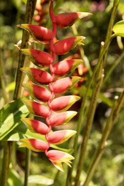 Heliconia çiçek, meraklı olmak, Madagaskar