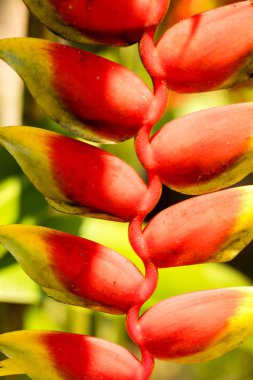 Heliconia çiçek, meraklı olmak, Madagaskar