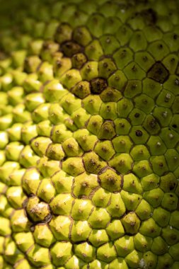 büyük meyve nefesi ağaçta, Madagaskar