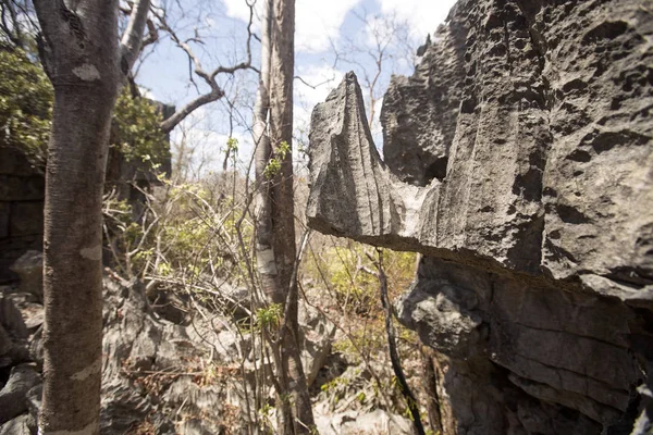 Bisarra Kalksten Rock Formationer Namoroka Reserv Ankarana Madagaskar — Stockfoto