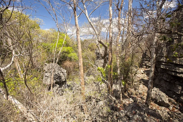 Bosque Caducifolio Seco Estación Seca Reserva Ankarana Madagascar — Foto de Stock