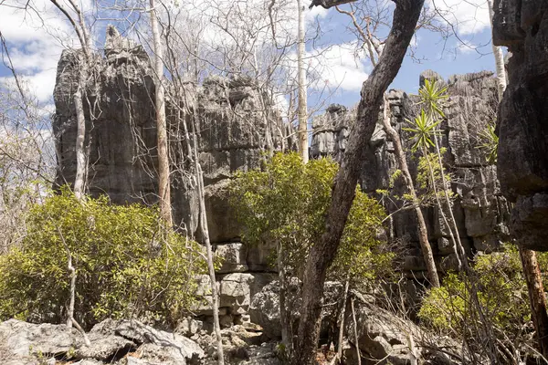 Formaciones Rocosas Piedra Caliza Extraña Tsingy Reserva Ankarana Madagascar — Foto de Stock