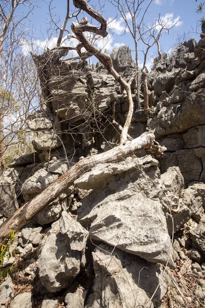 bizarre limestone rock formations - Tsingy,  reserve Ankarana, Madagascar