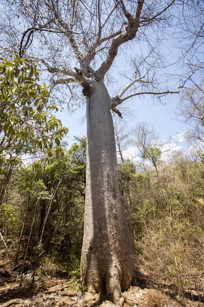 Torka Lövskog Torrperioden Naturreservatet Ankarana Madagaskar — Stockfoto