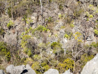 tuhaf kalker kaya oluşumları - Tsingy, rezerv Ankarana, Madagaskar