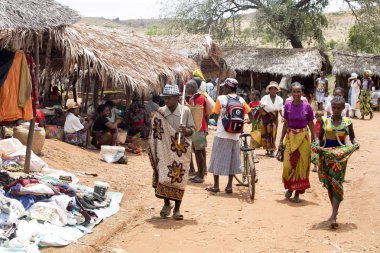 Görüntü ile kırsal Kuzey, inek Antsohihy, Madagaskar yakınındaki kulübelerin arasında 