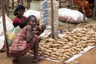 Görüntü ile kırsal Kuzey, inek Antsohihy, Madagaskar yakınındaki kulübelerin arasında 