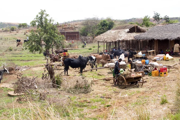 Imagen Con Norte Rural Vacas Entre Las Chozas Cerca Antsohihy — Foto de Stock