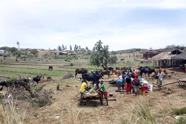 Antsohihy Madagascar Noviembre 2016 Imagen Con Norte Rural Vacas Entre — Foto de Stock