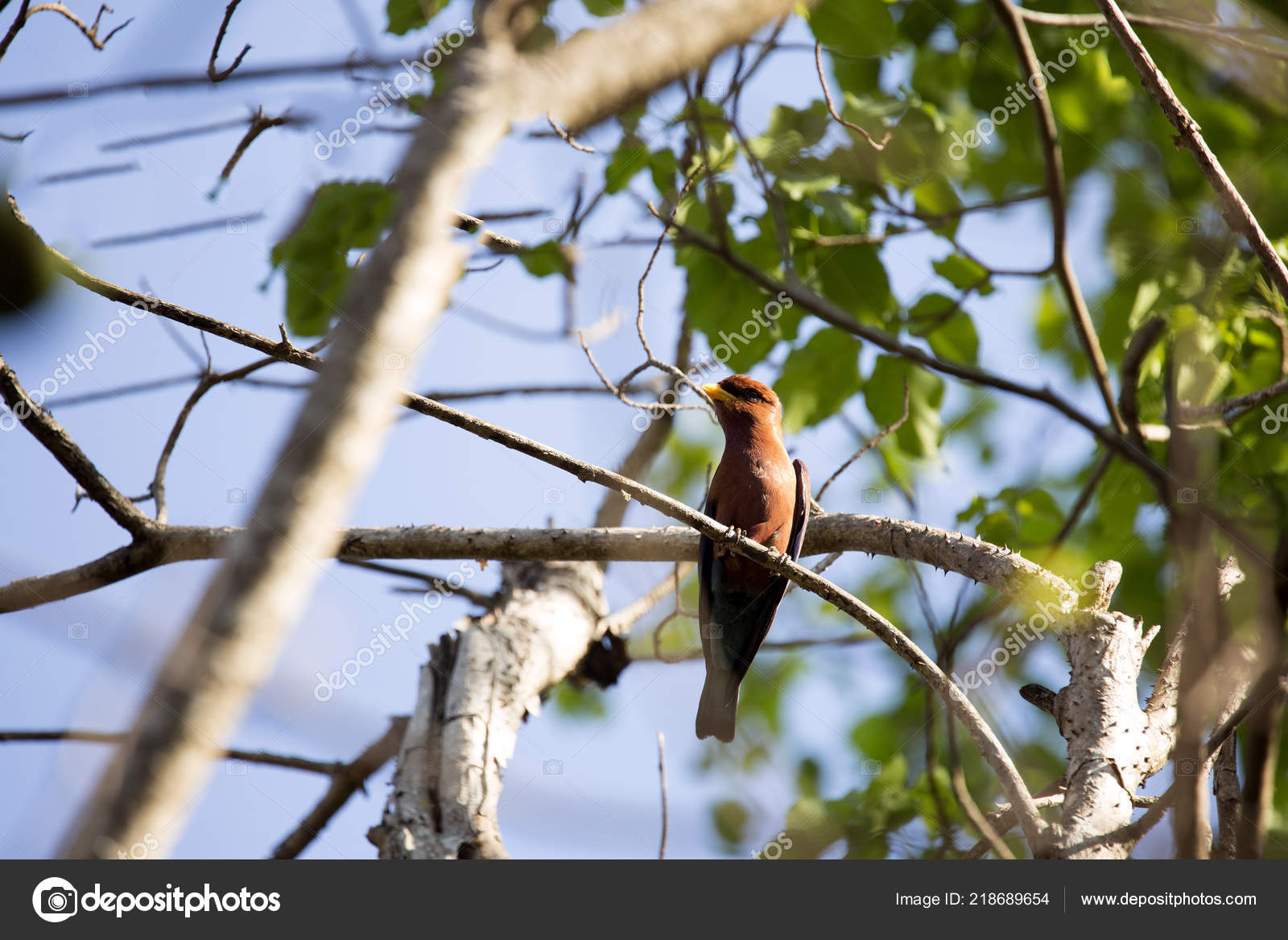 Couleur Rouge Oiseau Tchitrec Terpsiphone Mutata