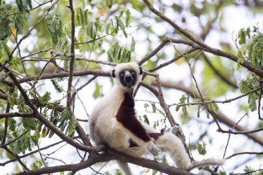 nadir lemur taçlı Sifaka, Propithecus hamamböceği, yakın, Ankarafantsika rezerv, Madagaskar bir ağaçtan izlerken