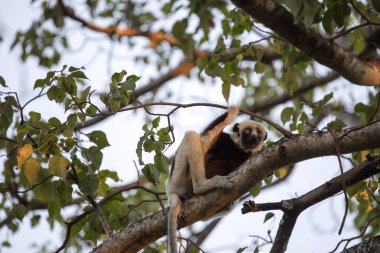 nadir lemur taçlı Sifaka, Propithecus hamamböceği, yakın, Ankarafantsika rezerv, Madagaskar bir ağaçtan izlerken