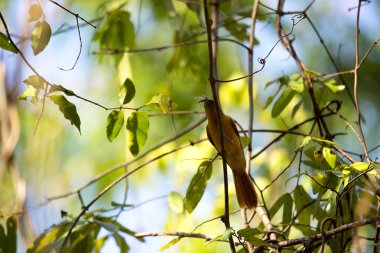 Madagaskar cennet-sinekkapan, Terpsiphone mutata, bir ağustosböceği, rezervasyonları Tsingy, Ankarana, Madagaskar yakaladı 