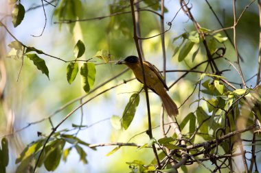 Madagaskar cennet-sinekkapan, Terpsiphone mutata, bir ağustosböceği, rezervasyonları Tsingy, Ankarana, Madagaskar yakaladı 