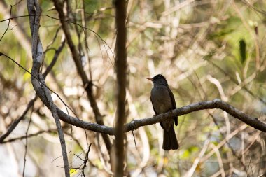 Madagaskar bülbül, Hypsipetes madagascariensis, bir dalda, rezervasyonları Tsingy, Ankarana, Madagaskar oturan 
