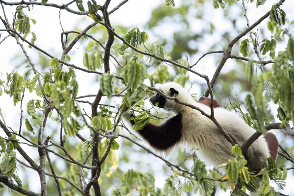 Lémur Raro Coronado Sifaka Propithecus Coquerel Alimenta Hojas Árboles Reserva — Foto de Stock