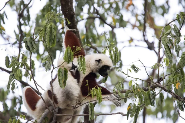 Zeldzame Lemur Gekroond Sifaka Propithecus Coquerel Voedt Zich Met Boom — Stockfoto
