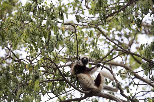 Lemur Rzadko Koronowane Biała Propithecus Coquerel Oglądając Drzewa Pobliżu Rezerwatu — Zdjęcie stockowe