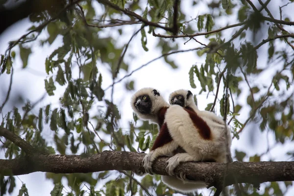 Zeldzame Lemur Gekroonde Sifaka Propithecus Coquerel Een Vrouw Met Een — Stockfoto