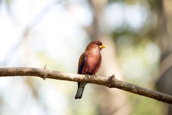 red-colored bird, Madagascar Paradise-flycatcher, Terpsiphone mutata, reservations Tsingy, Ankarana, Madagascar