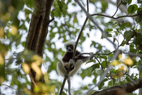 Lémur Raro Coronado Sifaka Propithecus Coquerel Alimenta Hojas Árboles Reserva — Foto de Stock