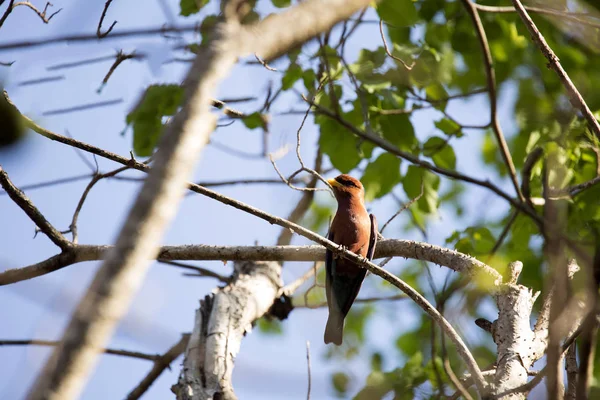 Uccello Colore Rosso Madagascar Paradise Flycatcher Terpsiphone Mutata Prenotazioni Tsingy — Foto Stock