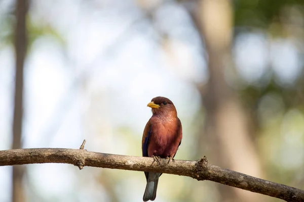 red-colored bird, Madagascar Paradise-flycatcher, Terpsiphone mutata, reservations Tsingy, Ankarana, Madagascar