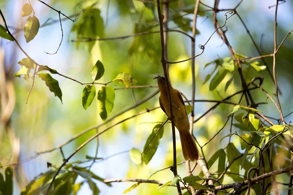 Paraíso Flycatcher Madagascar Terpsiphone Mutata Cogió Una Cigarra Reservas Tsingy — Foto de Stock