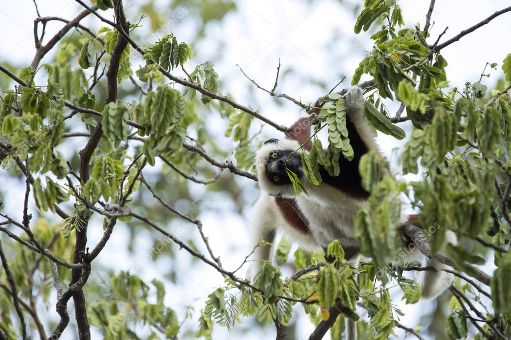 jirousek.zoo-foto.cz