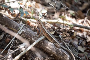 Madagaskar girdled kertenkele, Zonosaurus madagascariensis Dünya'da, Tsingy, Ankarana, Madagaskar rezervasyonları yaşıyor. 