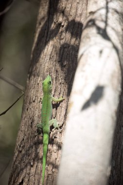 Madagaskar gün gecko, Phelsuma madagascariensis rezerv Tsingy Ankarana, Madagaskar zümrüt Madagaskar olduğunu