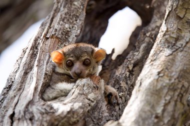 Ankaran sportif Lemur, Lepilemur ankaranensis, nadir bir endemik lemur gece rezerv Tsingy Ankarana, Madagaskar,