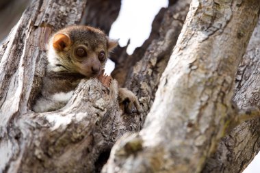 Ankaran sportif Lemur, Lepilemur ankaranensis, nadir bir endemik lemur gece rezerv Tsingy Ankarana, Madagaskar,