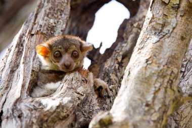 Ankaran sportif Lemur, Lepilemur ankaranensis, nadir bir endemik lemur gece rezerv Tsingy Ankarana, Madagaskar,