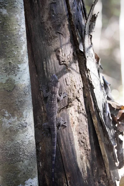 Nieokreślony Gecko Rezerwacje Tsingy Ankarana Madagaskar — Zdjęcie stockowe