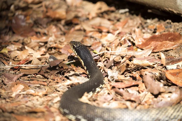 Målad Giant Hognose Leioheterodon Madagascariensis Madagaskar Vacker Orm — Stockfoto