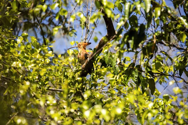 マダガスカル ヤツガシラ Upupa Epops 辺縁は非常に興味深い鳥 リザーブ提供 Ankarana マダガスカル — ストック写真