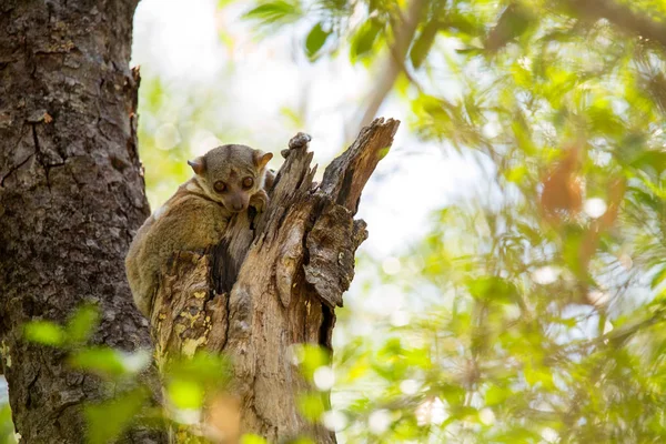 Ankaran Sportive Lemur Lepilemur Ankaranensis Raro Lêmure Endêmico Noturno Reserva — Fotografia de Stock