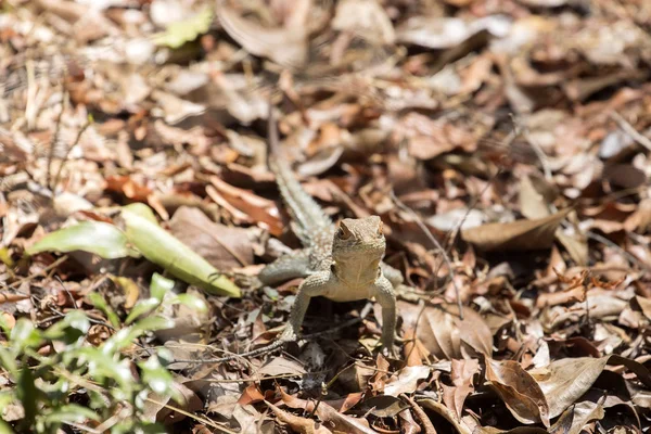 Iguana Cuello Argentino Oplurus Cuvier Abundante Reserva Tsingy Ankarana Madagascar — Foto de Stock