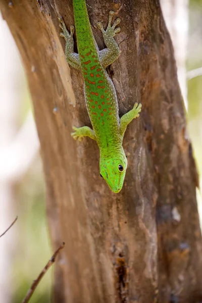 Madagaskar Taggecko Phelsuma Madagascariensis Ist Smaragdgrünes Madagaskar Reservat Tsingy Ankarana — Stockfoto