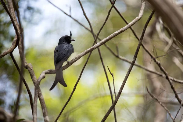 Drongo Crestado Dicrurus Forficatus Común Madagascar Reserva Tsingy Ankarana Madagascar — Foto de Stock