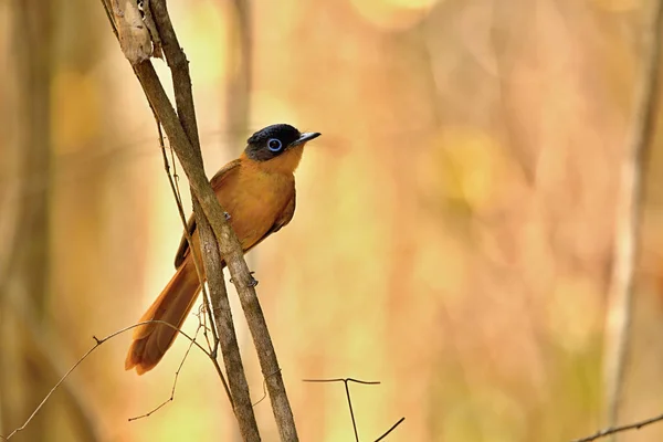 Madagaskar Paradies Fliegenfänger Terpsiphon Mutata Hat Schöne Blaue Farbe Die — Stockfoto