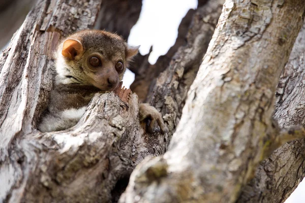 アンカラーノ陽気なキツネザル Lepilemur Ankaranensis まれな風土病キツネザルは夜行性で 予備提供 Ankarana マダガスカルです ロイヤリティフリーのストック写真