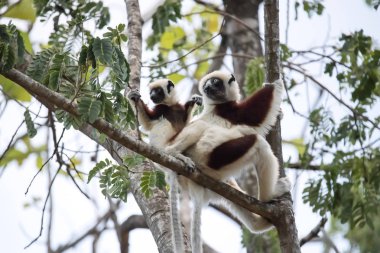nadir lemur taçlı Sifaka, Propithecus hamamböceği, bir erkek ile bir yavrusu ağaçta, Ankarafantsika rezerv, Madagaskar oturur.