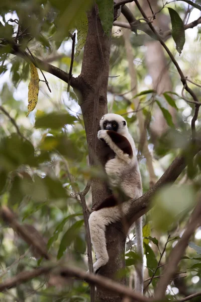 Sällsynt Lemur Krönt Sifaka Propithecus Coquerel Livnär Sig Löv Ankarafantsika — Stockfoto