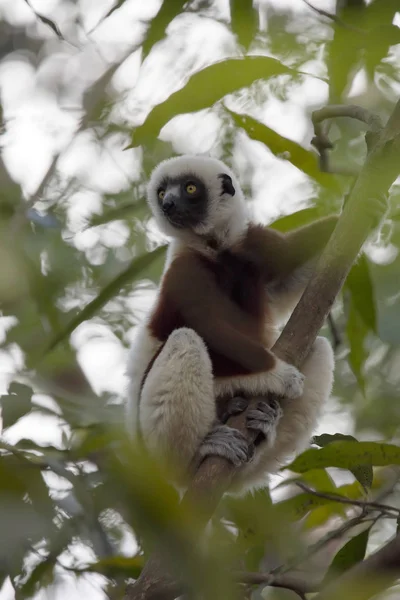 Zeldzame Lemur Gekroonde Sifaka Propithecus Coquerel Kijken Vanaf Een Boom — Stockfoto