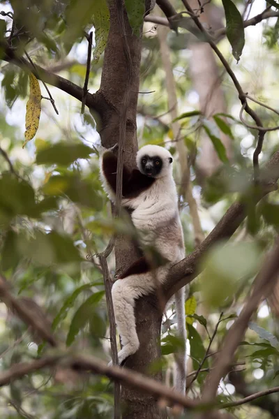 Zeldzame Lemur Gekroonde Sifaka Propithecus Coquerel Kijken Vanaf Een Boom — Stockfoto